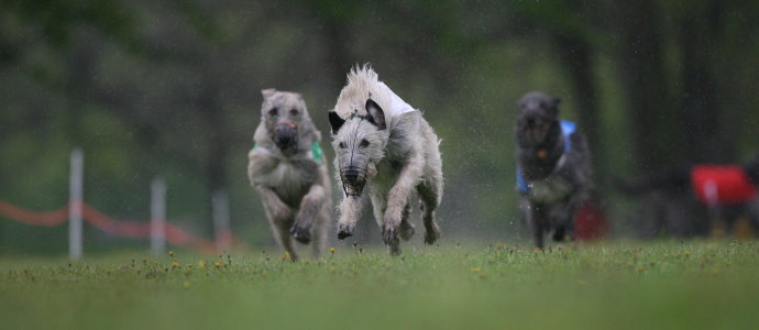 Legacy sales irish wolfhounds